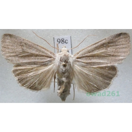 Xestia castanea (Esper, 1798) Czech98c